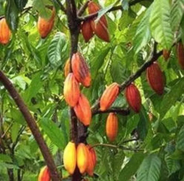 Finca De Cacao En El Cibao De 4075 Tareas En Producion De Cacao Organico Y Exportacion 