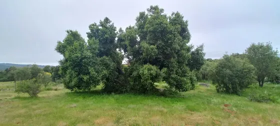 Parcela Con Arboles Nativos En Condominio Campomar