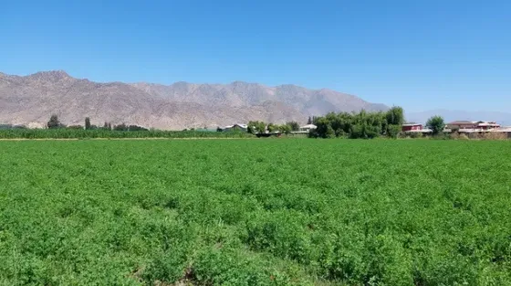 Espectacular Terreno Rinconada Los Andes