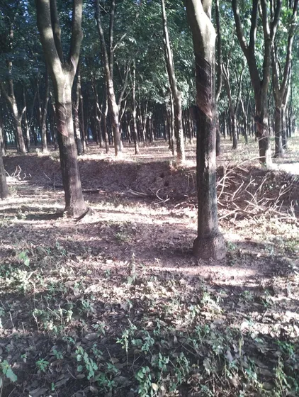 Propriedade Rural 