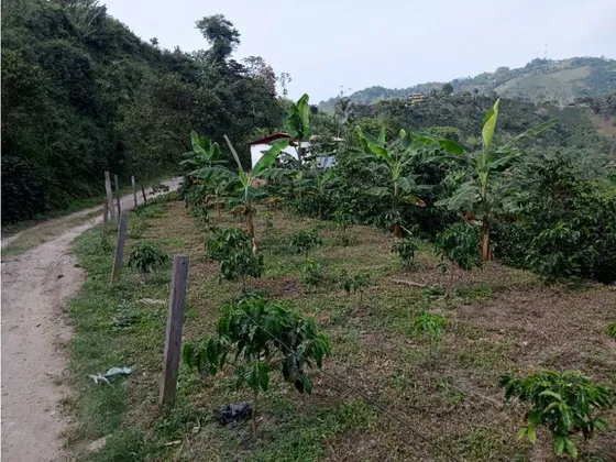 Venta Lote Vereda El Avión Llanitos Villamaria