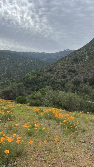 Hermosa Parcela 1 Hectárea Camino A Lagunillas Sj De Maipo