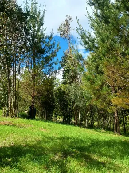 Preciosa Parcela Bosque Y Naturaleza, 85/5.000m2, Loncoche