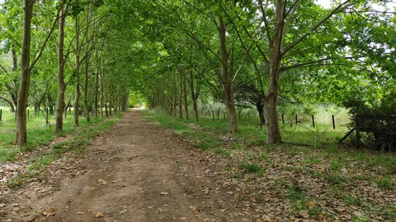 Venta Chacra 1 Ha, Arbolado Manzanares, Pilar