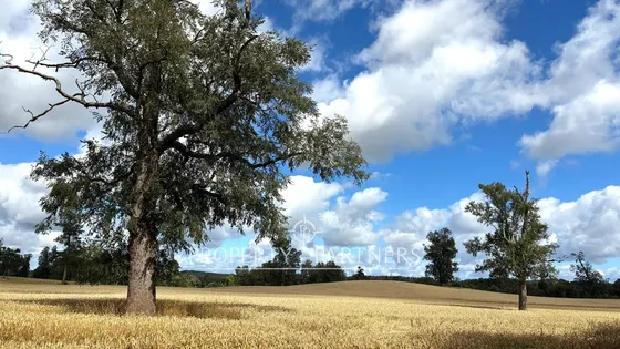 Campo Ganadero Paillaco Excelente Ubicación