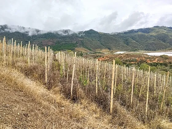 Restrepo, 11 Plazas, Terreno Agricola
