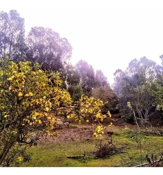 Terreno Condominio Calle Caburga Los Pinos Reñaca. .890m2