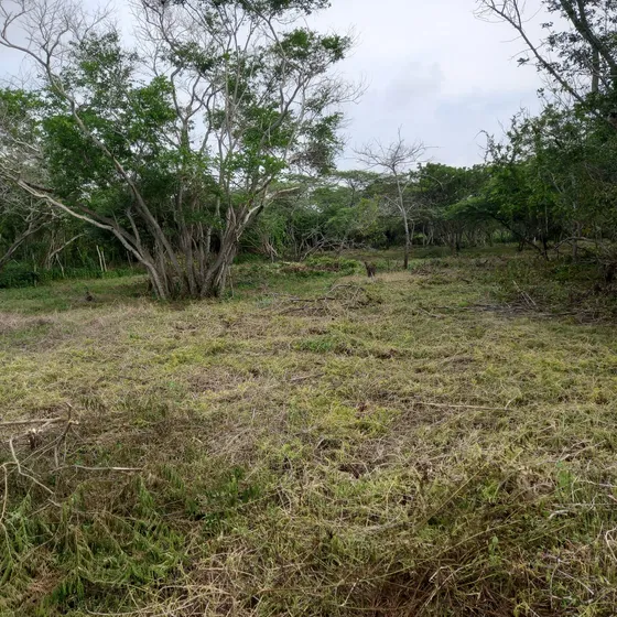 Bonito Lote Ubicado En Segunda Línea De Playa, Vecino A Desarrollos Hoteleros E Inmobiliarios De Gran Importancia. Cod. 55003