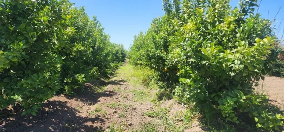 Parcela Con 300 Arboles De Limones En Peumo Pichidegua