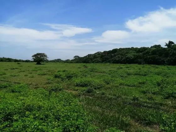 Hectareas En Venta En Mata De Uva Alvarado, Veracruz.