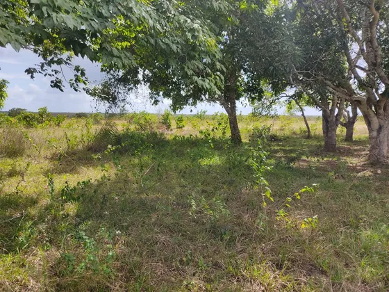 Se Vende Finca En Aribi, Via Al Sur De Monagas Ve02-554vs-dced