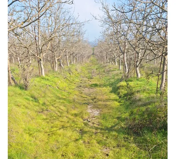 Vendo Hermosa Parcela 10.000 M2 Con Acceso Privado Chorombo 