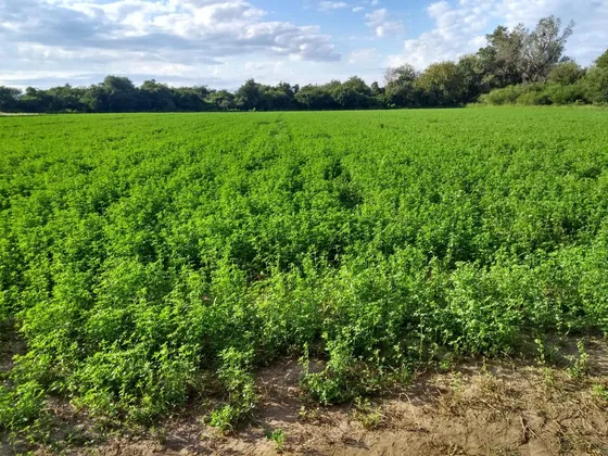 Campo En   Venta
