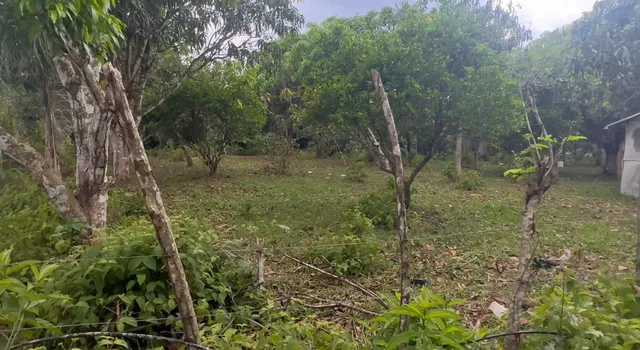 Terreno De 12 Tareas Con Frutales