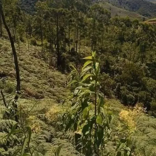 Propriedade Na Serra Da Mantiqueira 