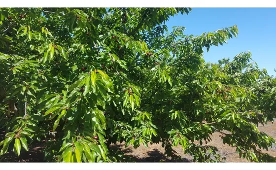 Venta Terreno Agrícola Con Avellano 15 Hectárea