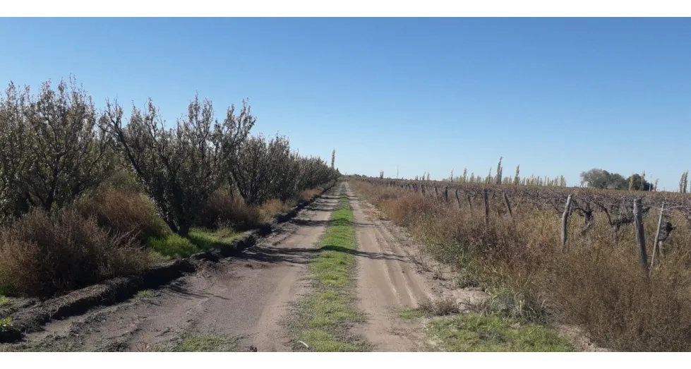 Finca Ideal Feedlot, Vineyards, Garlic, Pastures, Peaches.