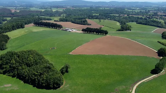 Campo Lechero Y Ganadero En Las Cercanías De Panguipulli