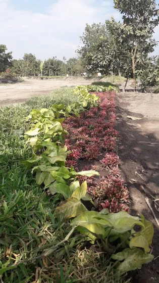 Remato Terreno En Condominio Cerca De Chancay