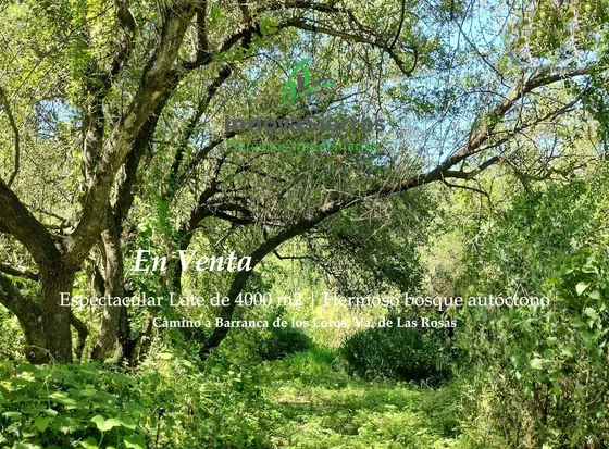 En Venta Espectacular Lote Arbolado De 4000 M2 | Villa De Las Rosas | Escritura Y Servicios