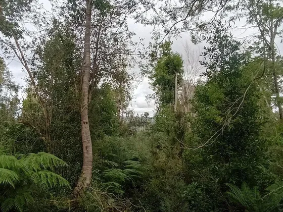 Parcela De 5000m2,  Con Rol Propio D1, En Carretera Austral