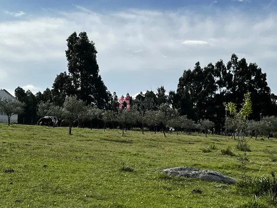 Chacra Con Plantacion De Olivos En Las Cañas