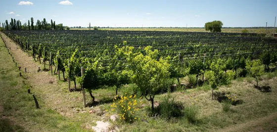 Finca De 15 Ha. En Las Paredes Con Viñedos Orgánicos Y Vistas Únicas