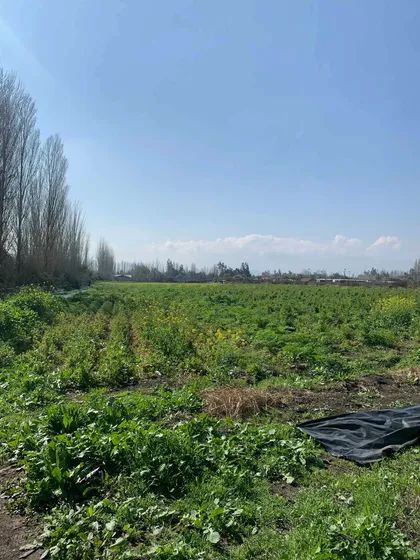 Excelente Terreno 3,3 Ha Los Lillos /puente Nuevo 4km Autop