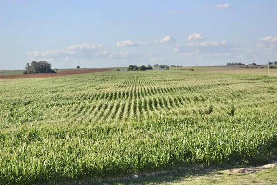Fantástico Campo En Uruguay De 32 Ha Sin Mejoras En Artilleros, Colonia Del Sacramento, Uruguay.