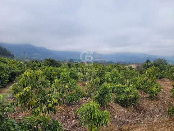 Parcela La Cruz Inversión Paltos En Proceso Productivo