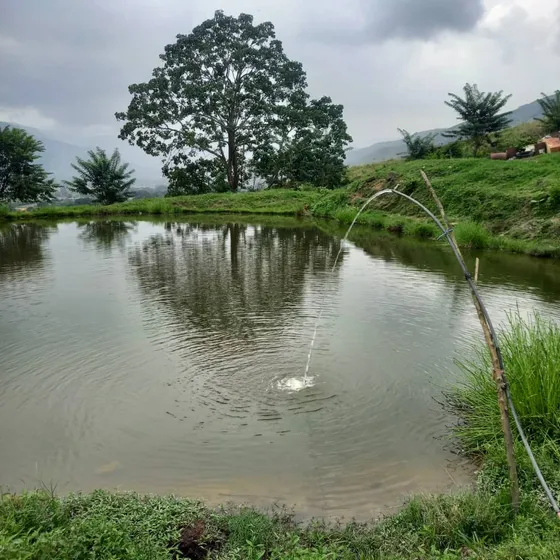 Finca Agrícola Pecuaria En Bejuma Carabobo Y2