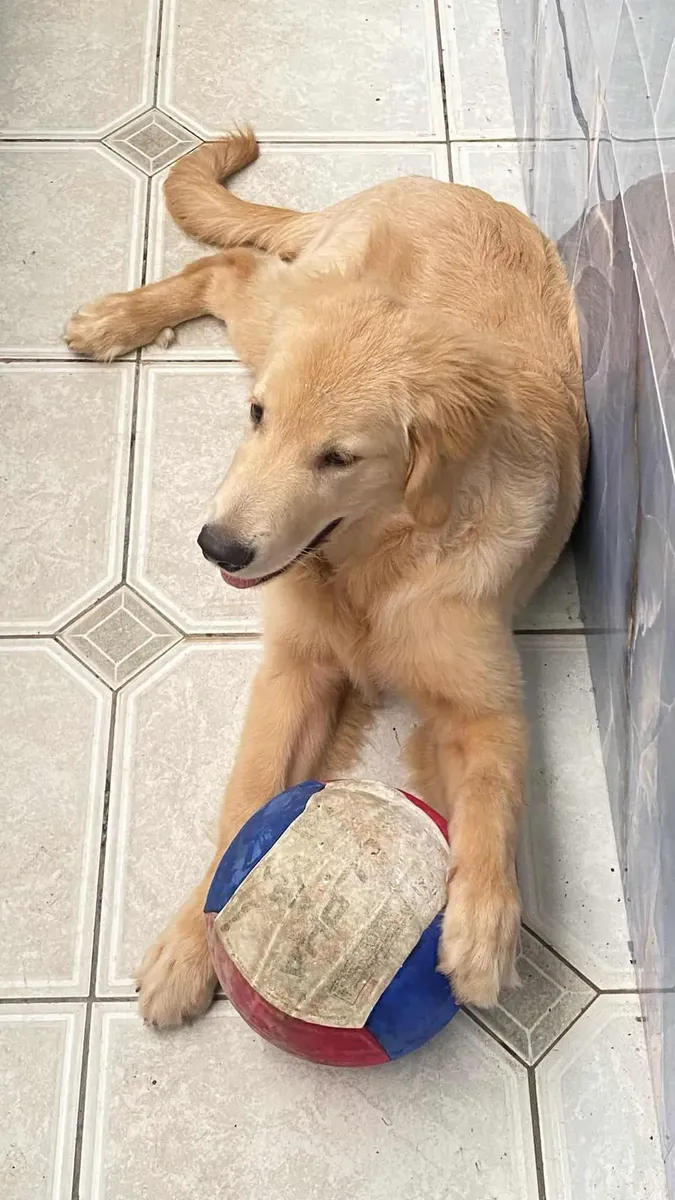 Golden Retriever401919652796846084