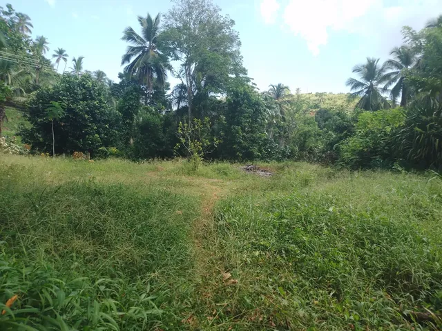 Terreno 1000 M2 Salida De Las Terrenas Dirección Coson