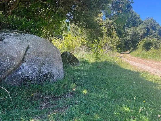 Hermoso Campo Con Bosque Nativo.