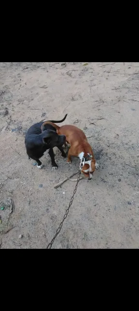 Perro Pitbull Exótico 829 312 36 89