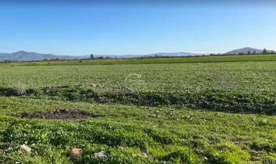 Agrícola En Venta En Punitaqui