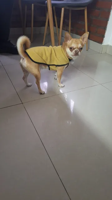 Chihuahua Pelo Corto Para Cruza En La Plata 