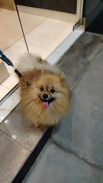 Spitz Alemão Valor 900 Reais 