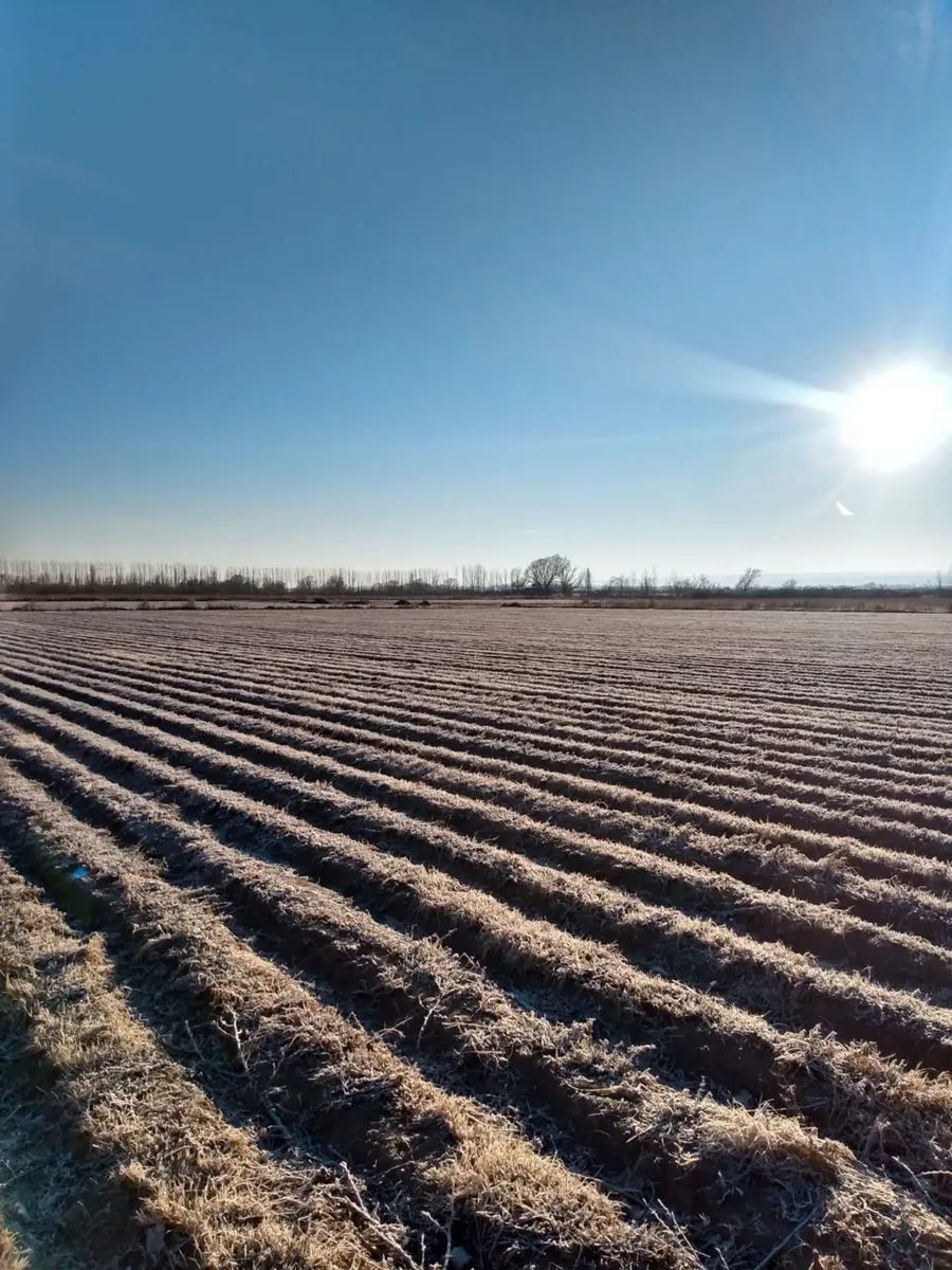 Farm for Sale in Valle de Uco – Nogales, Forage Production
