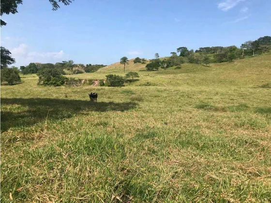 En Venta Finca De 166 Héctareas Capitanejo Estado Barinas