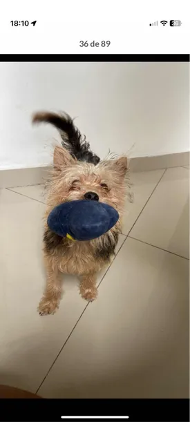 Hospedagem Josy Pets