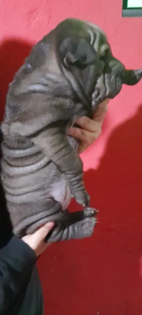 Cachorros Sharpei Listo Para Su Nuevo Hogar!!!