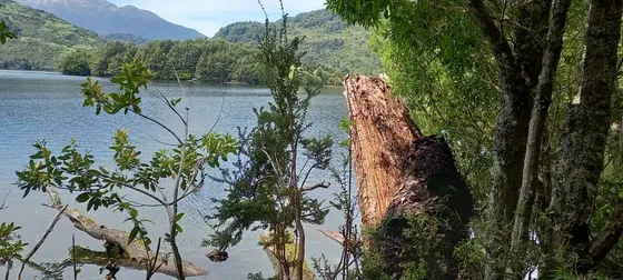 Orilla De Lago Zenteno Patagonia