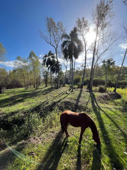 Campo Ganadero Forestale Isla En El Delta Entrerriano