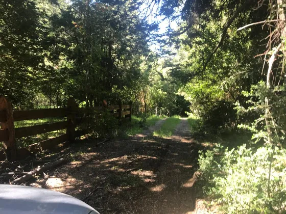 Parcela Ecopueblo Coñaripe Alto, Bosque 