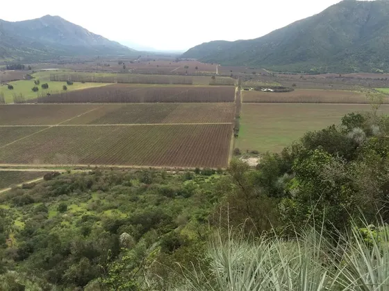 Agrícola Y Fruticola, Ganadera En Venta En Alhué