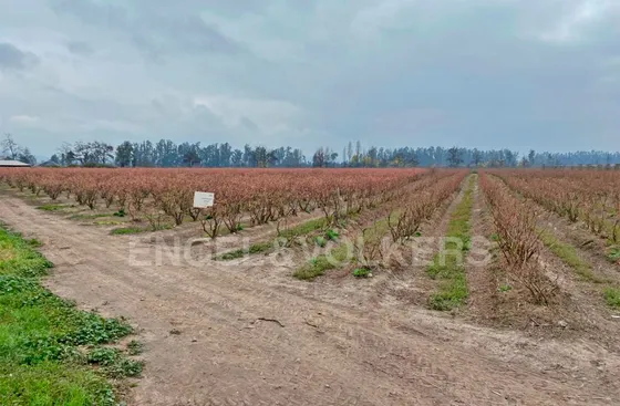 Campo En Chimbarongo