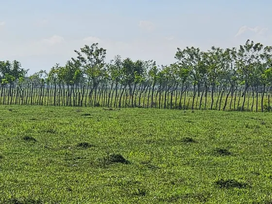 Finca Ganadera En San Francisco De Macoris A 10 Minutos Del Centro De La Ciudad Son 769 Tareas 
