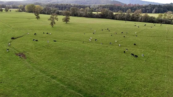 Agrícola En Venta En Panguipulli