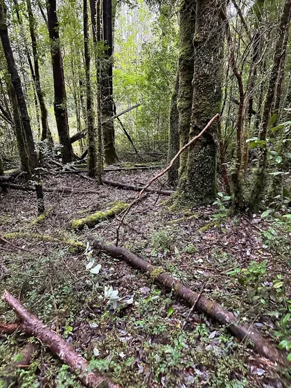 Se Vende Hermosa Parcela En Queilén